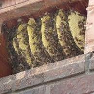 Safe Bee Hive Removal Service in Houston